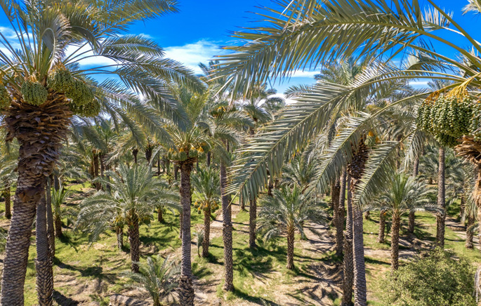 The Bautista Family Organic Date Ranch in Mecca, California