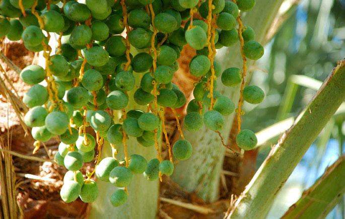 Fresh Barhi Dates from the 7HOTDATES Organically Grown by the Bautista Family